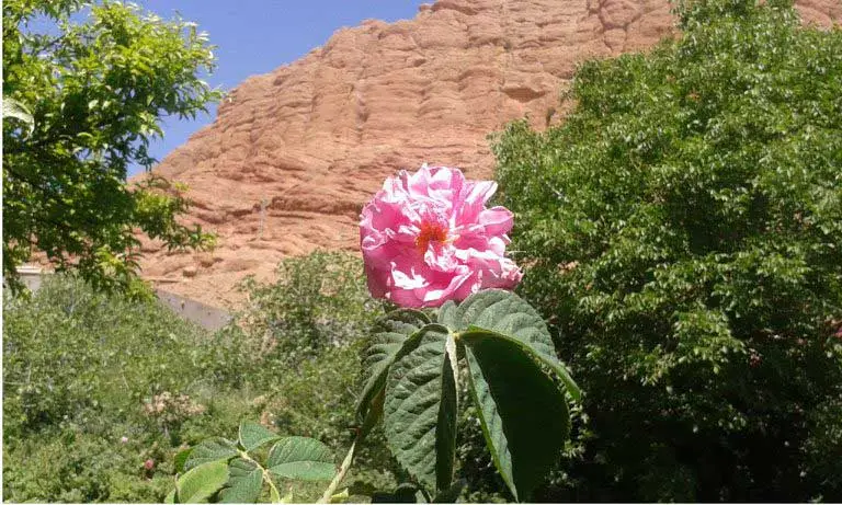 6 day rose valley trek