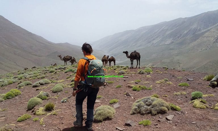 traditional cattle husbandry in morocco